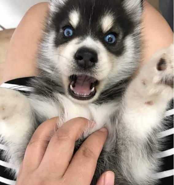 事实证明: 七个小哈士奇足够拆一个冰箱了!