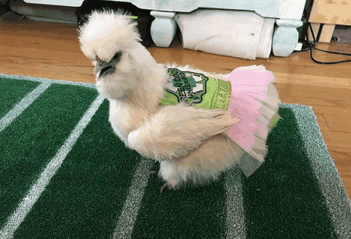 男孩给小鸡穿上芭蕾舞裙, 这个帮助它成了"专家"!