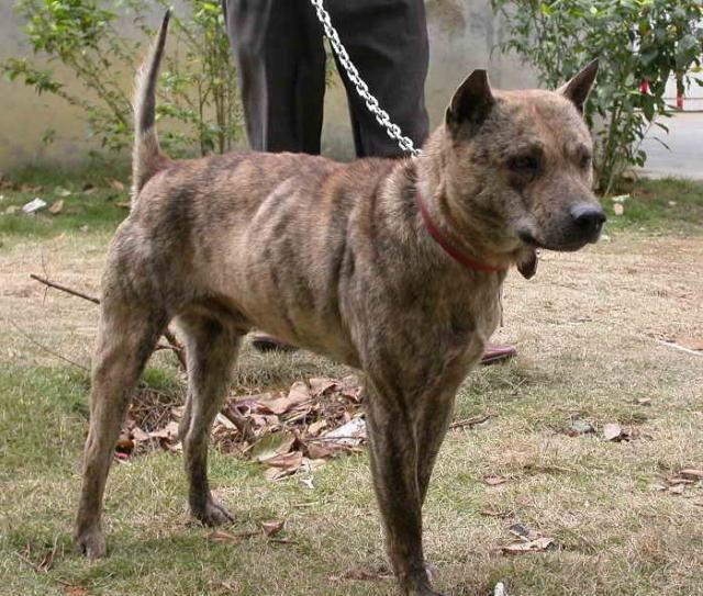 中国本土狗王"斑锦彪", 曾为乾隆御园猎犬, 很多人都没见过!