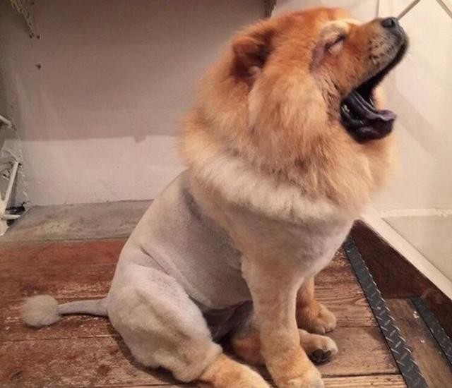把松狮送到老爸那,一个月后看到狗狗的样子,恨不得笑出腹肌