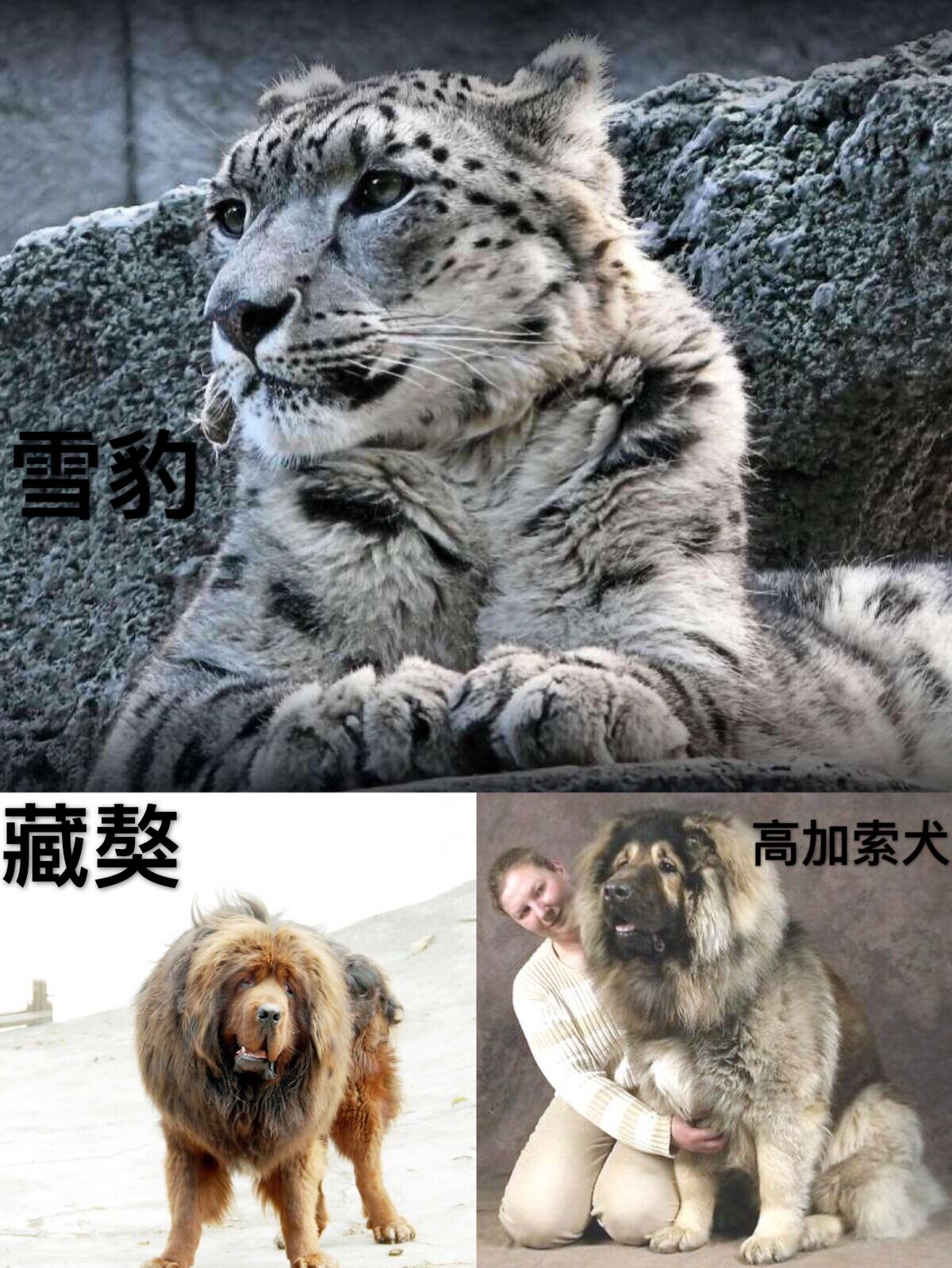 雪豹单挑藏獒很轻松,可是遇到这种狗,那就瞬间怂了