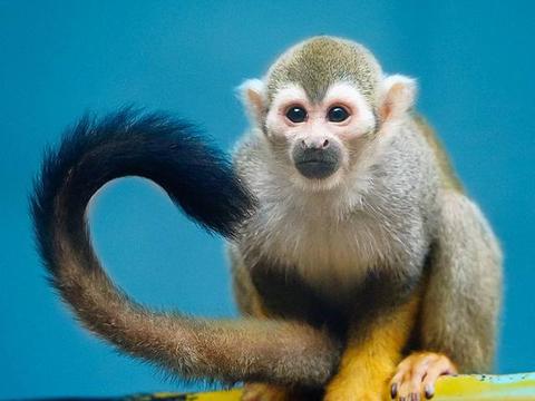 大猴人的一生一世:尤其是1968年的,超准的!