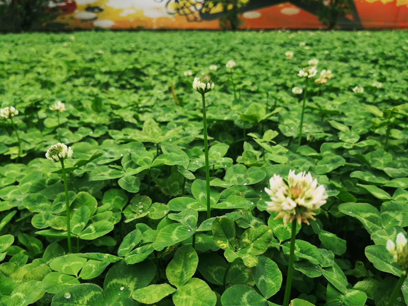 花花世界白车轴草也称三叶草如果找到四叶的就得到幸运