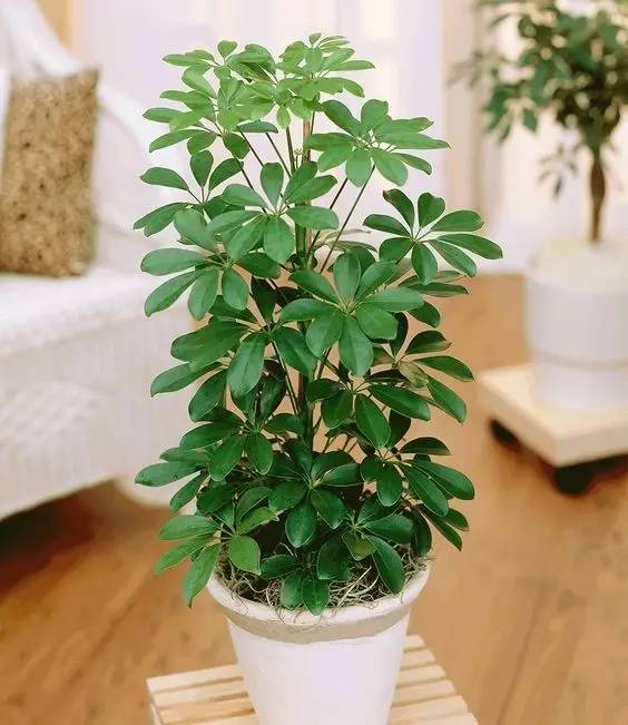 养护方法:鸭脚木喜光,在光照充足或充足散光环境下才能生长良好;耐旱