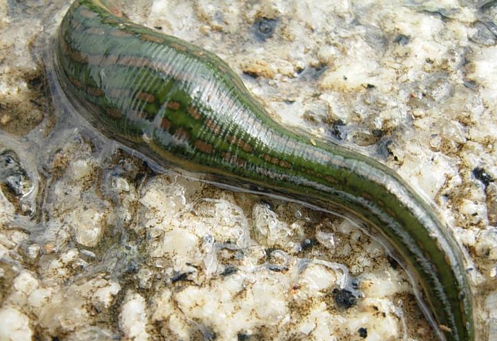 游客发现这种生物任砍不死, 村民称只有用火才能烧死