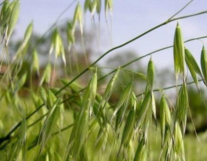 农村麦田里的杂草膳食纤维含量是小麦7倍农民称它野麦子