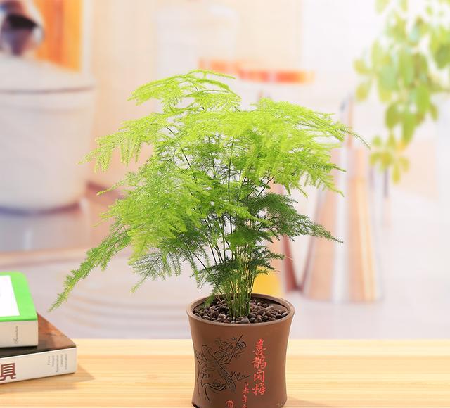 八种适合家养的盆栽植物,不仅好看,还能镇宅旺财