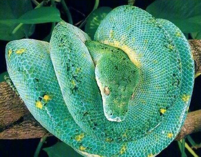 国外摄影师为消除人们对蛇的恐惧,特地拍一组照片,大家感受下