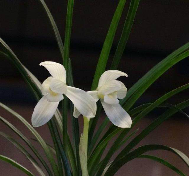 兰花界的白衣天使,犹如万花丛中的艺术品,只可惜钱再多也买不到