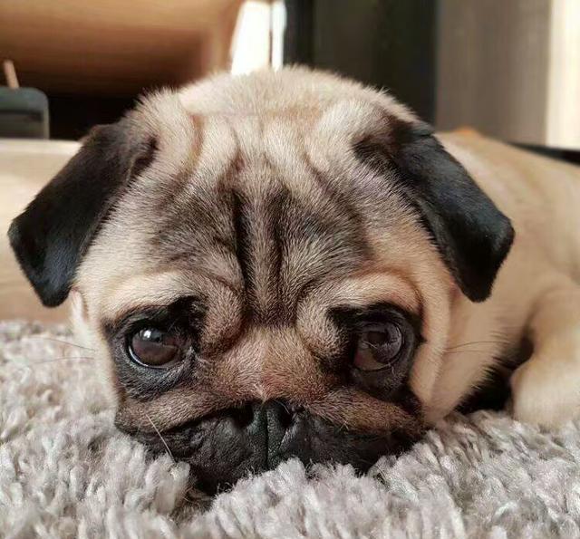 一只看起来总是很难过很丧的狗狗,感觉委屈的要哭出来了