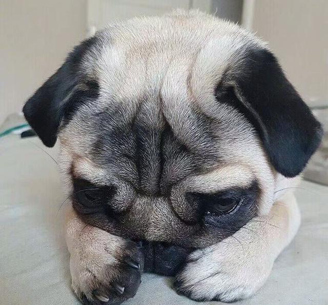 一只看起来总是很难过很丧的狗狗,感觉委屈的要哭出来了