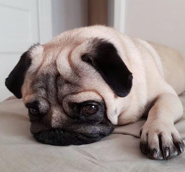 一只看起来总是很难过很丧的狗狗,感觉委屈的要哭出来了