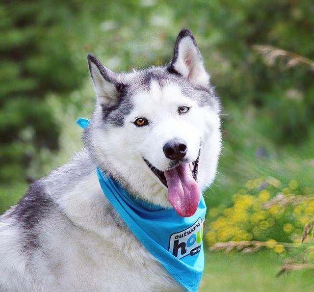 犬种小科普之思维脱线的哈士奇