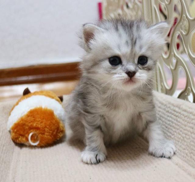 面对小奶猫真是毫无抵抗力啊