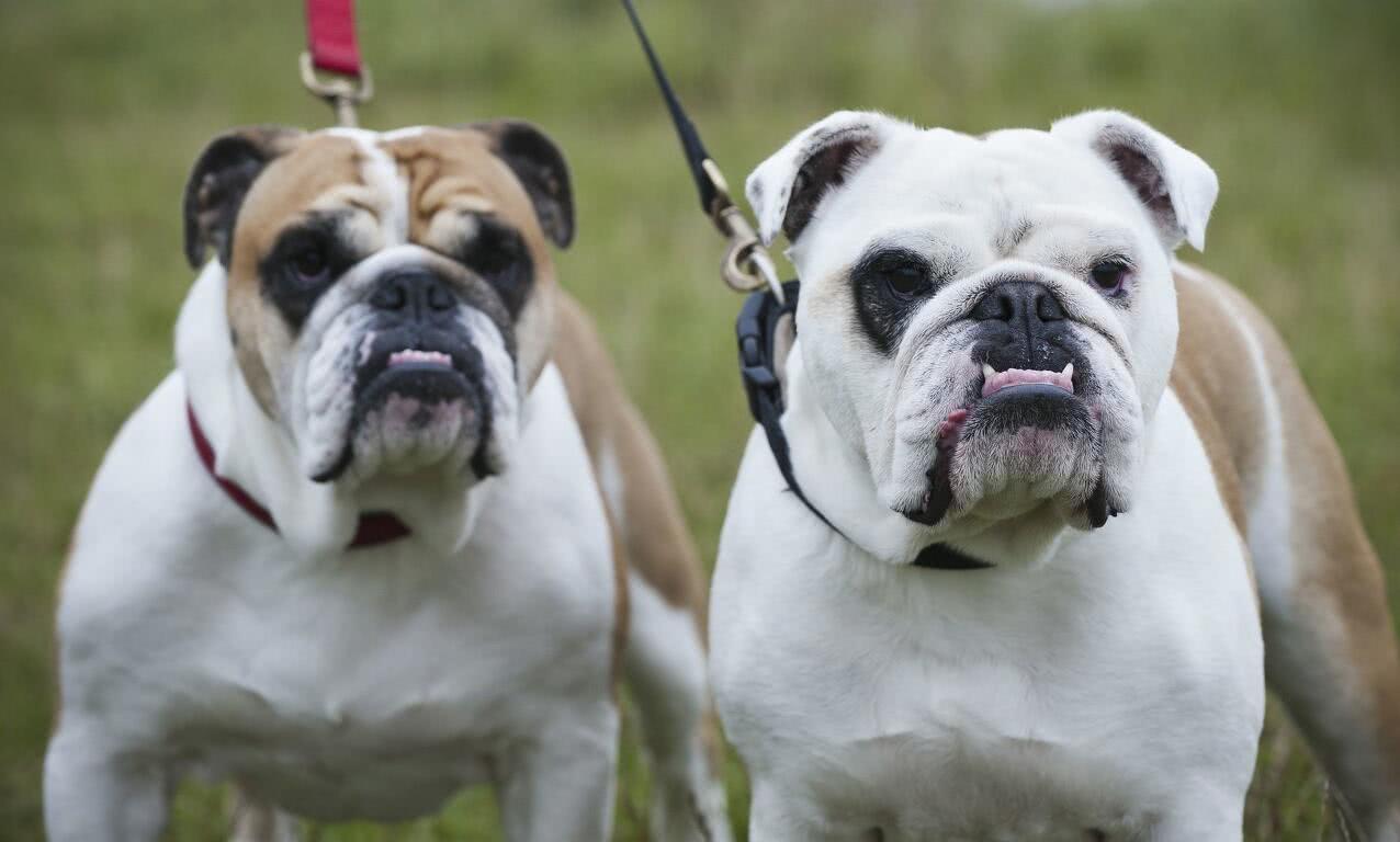 世界上最笨的十种狗,你的爱犬上榜了吗?