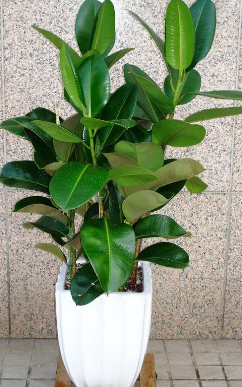 有植物的房子才有家的味道,橡胶树与家居风格的搭配