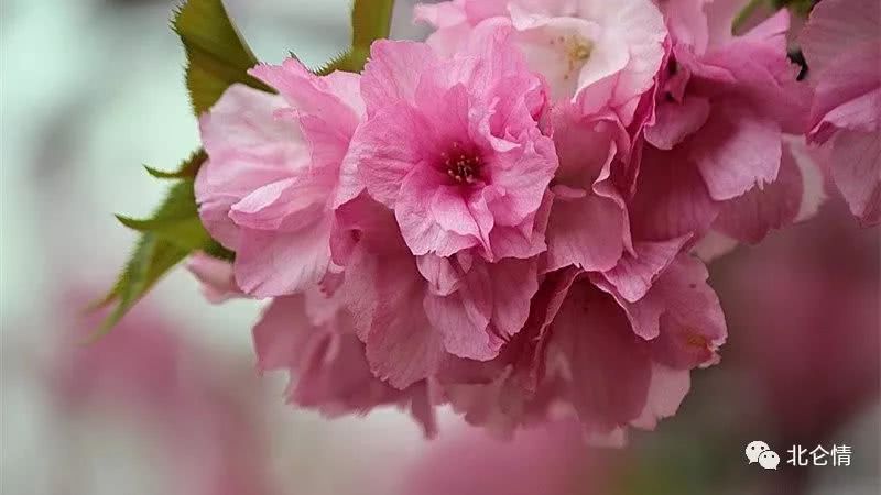 樱花烂漫,展现出不一样的风情|樱花|风情|山樱_新浪新闻