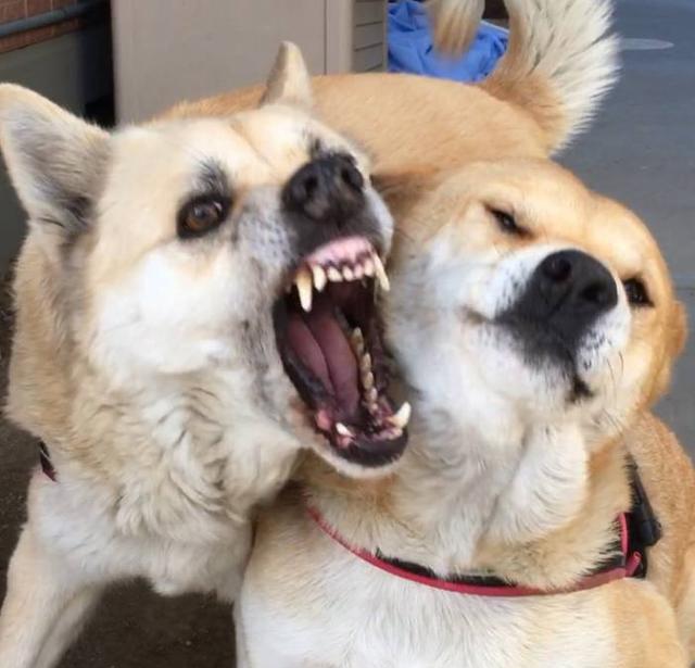 主人说家里柴犬打架很凶,众人不解,直到看到狗狗的样子瞬间懂了|柴犬