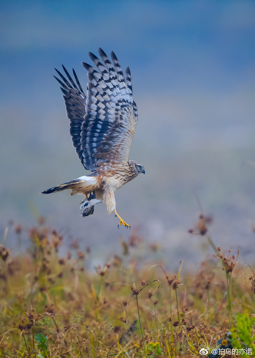 白尾鹞学名circuscyaneus是鹰科鹞属的鸟类体长50厘米