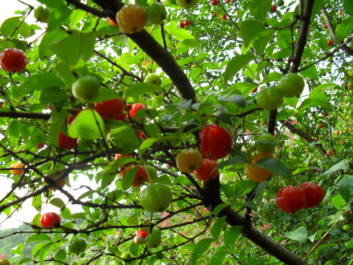 草丛里藏着的"灯笼",见到请别摘,现在很珍贵
