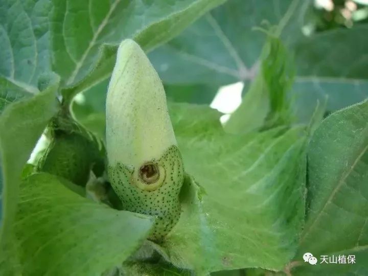 兵团第七师125团2018年第六期病虫情报|棉田|棉蚜|叶螨_新浪新闻