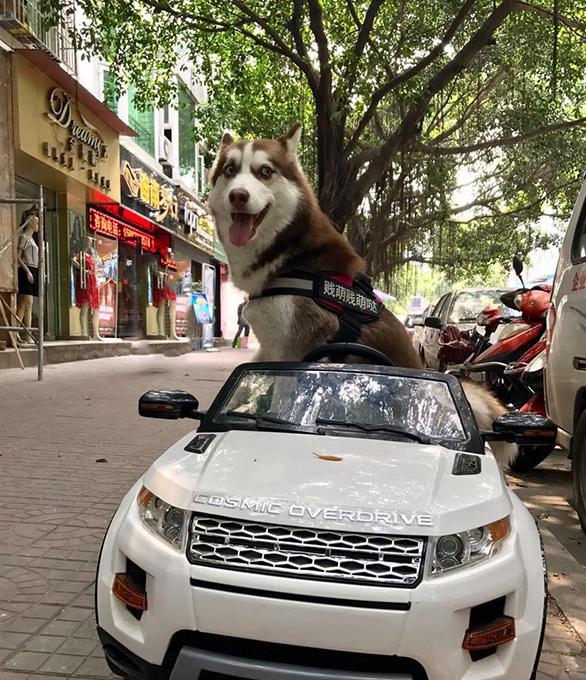 帅狗配豪车萌贱萌贱哒