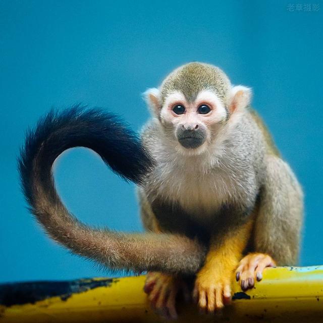 大猴人的一生一世:尤其是1968年的,超准的!