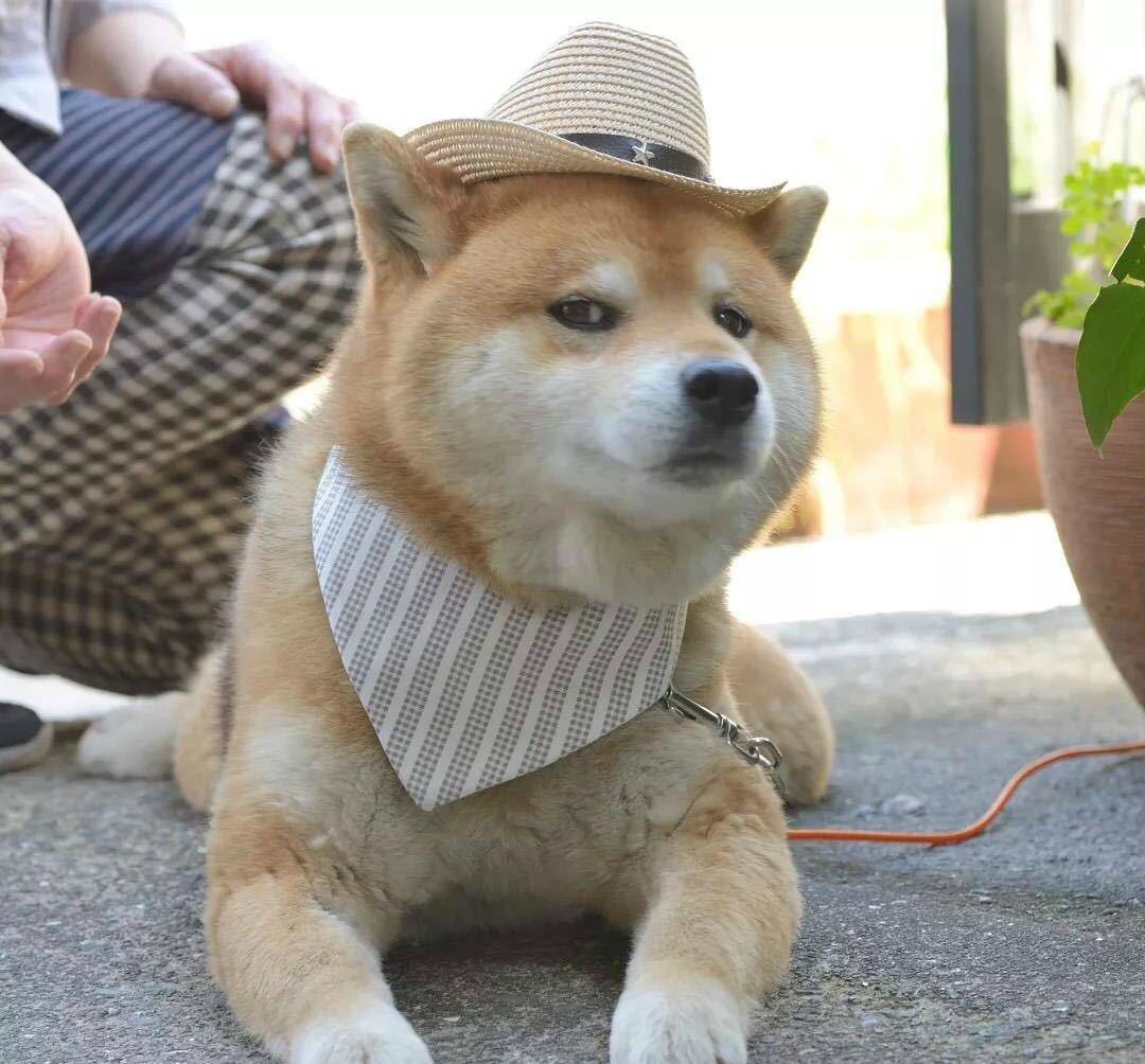 网红柴犬靠邪魅狷狂的魔性笑容火遍ins被称为狗界吴彦祖