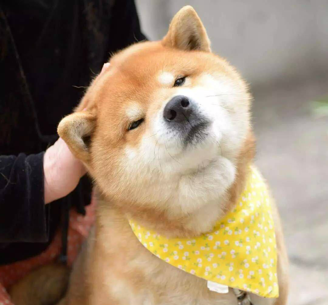 网红柴犬靠邪魅狷狂的魔性笑容火遍ins被称为狗界吴彦祖