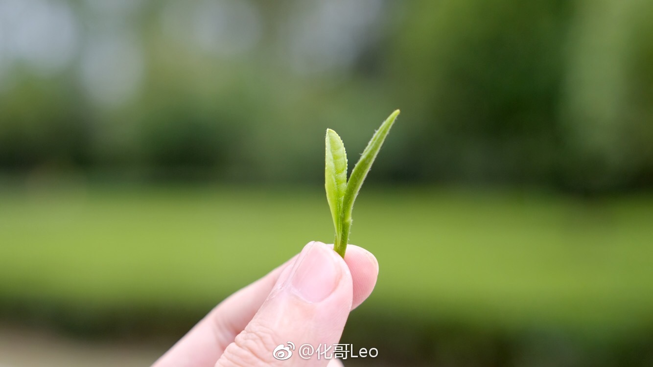 明前茶的最后一天来到遵义湄潭翠芽采集地,感受到了绿茶的清香