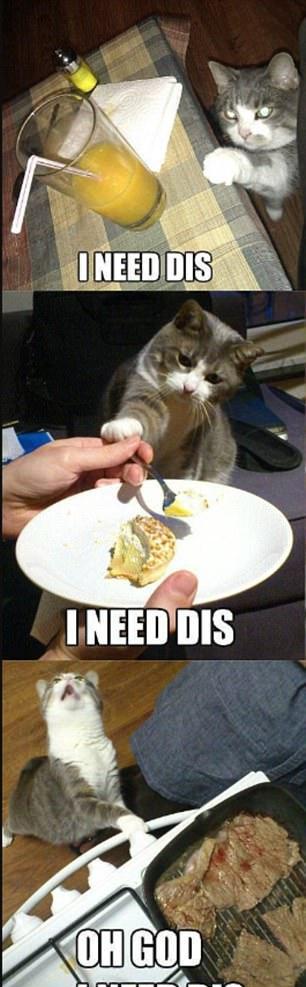 " 喵和汪跪请主人赏点吃的,搞笑萌宠