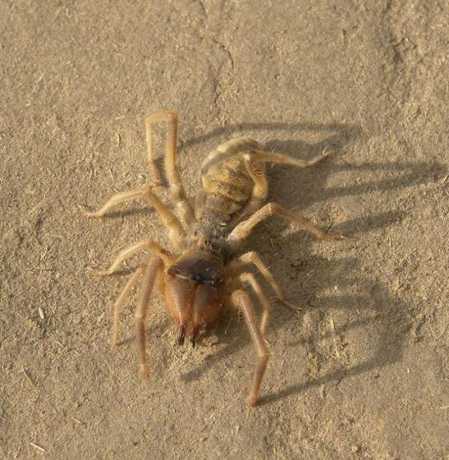 地球上最大的食人蛛, 能杀死骆驼, 曾给驻伊拉克美军带来极大麻烦
