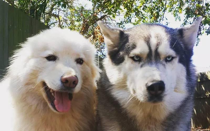 请再三思索,1 1>2,两只狗产生的问题绝对比养一只狗恐怖.