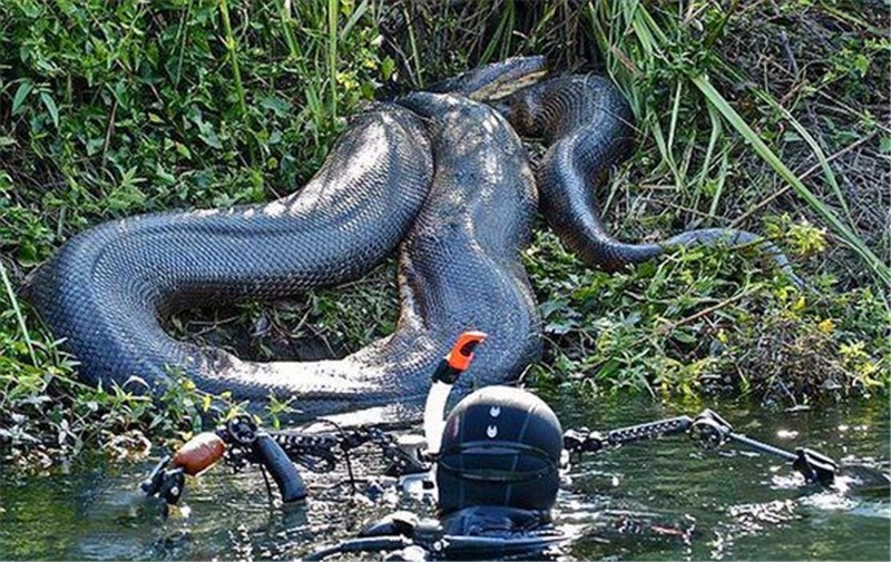 巨鳄大战蟒蛇,结局真是出乎意外