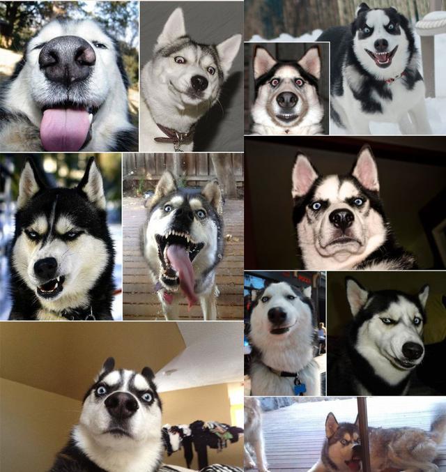 这只英国的二哈anuko靠着神奇的鬼畜表情,硬是治好了主人的抑郁症.