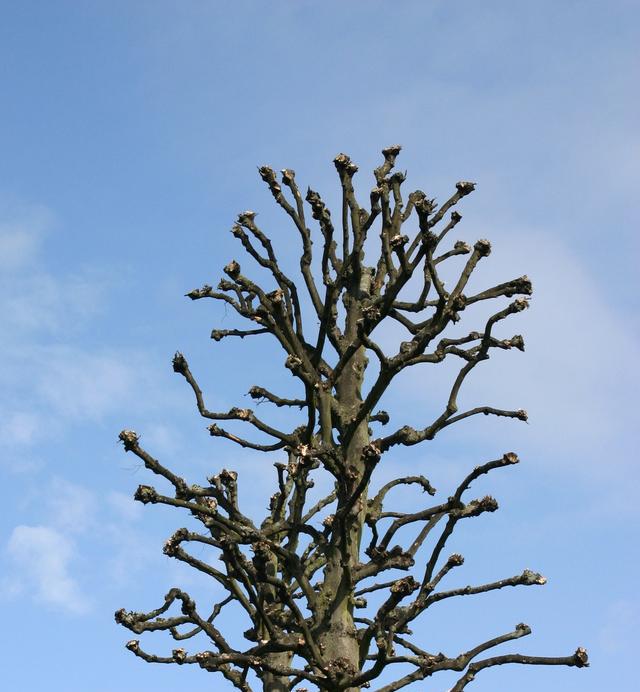 乙木虽柔,刲羊解牛,怀丁抱丙,跨凤乘猴;虚湿之地,骑马亦忧,藤萝系甲