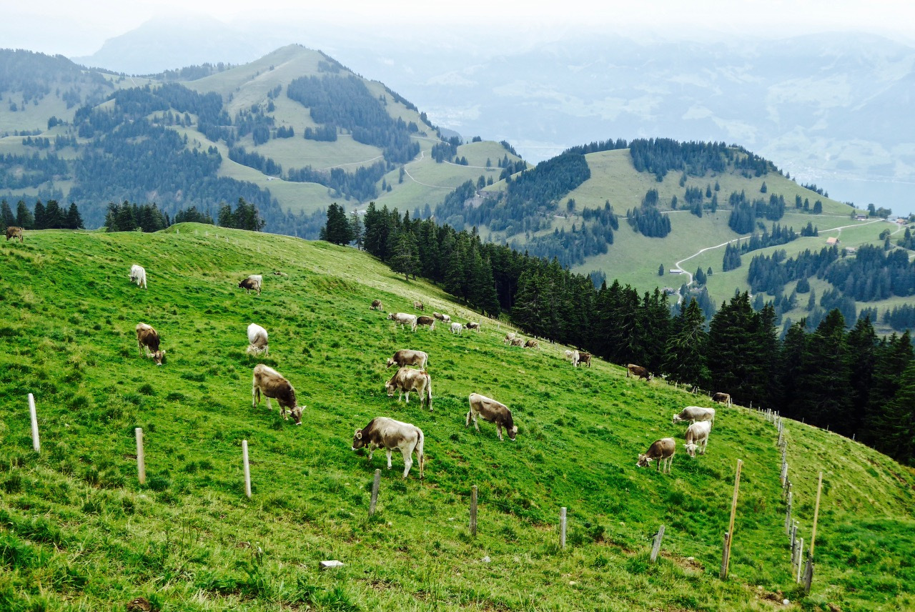 高原牧场遇见高颜值的瑞士牛幸福