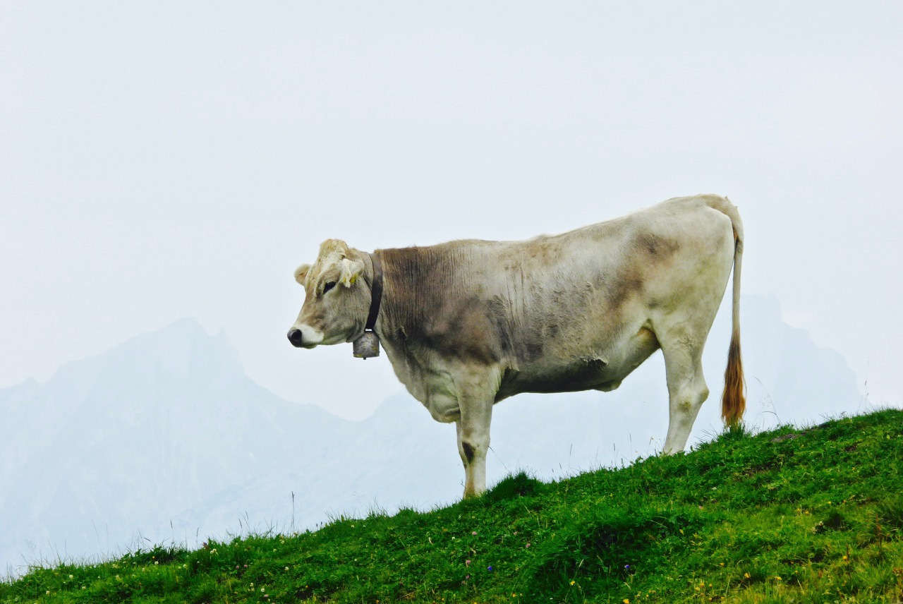 高原牧场遇见高颜值的瑞士牛幸福