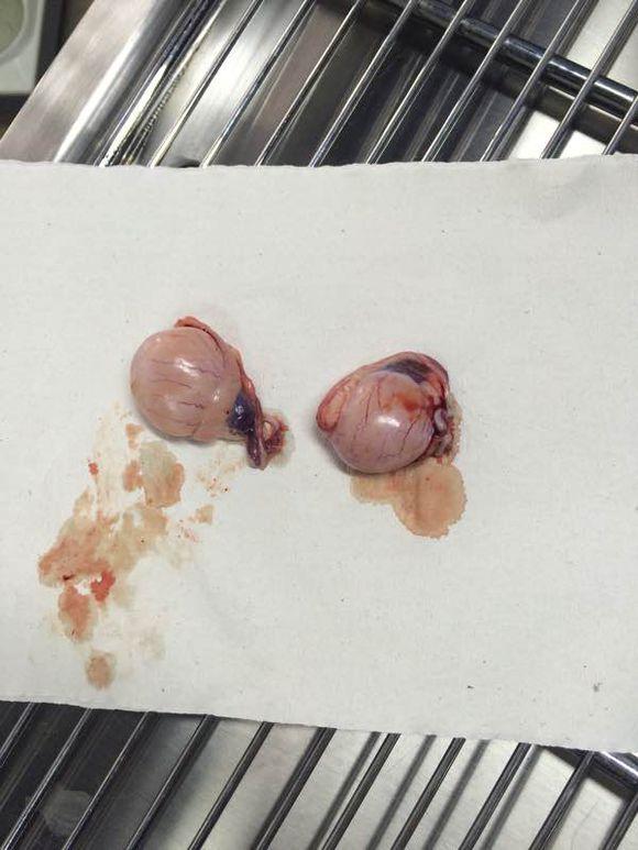 二货哈士奇被割掉了"蛋蛋",网友:从此狗生绝望了