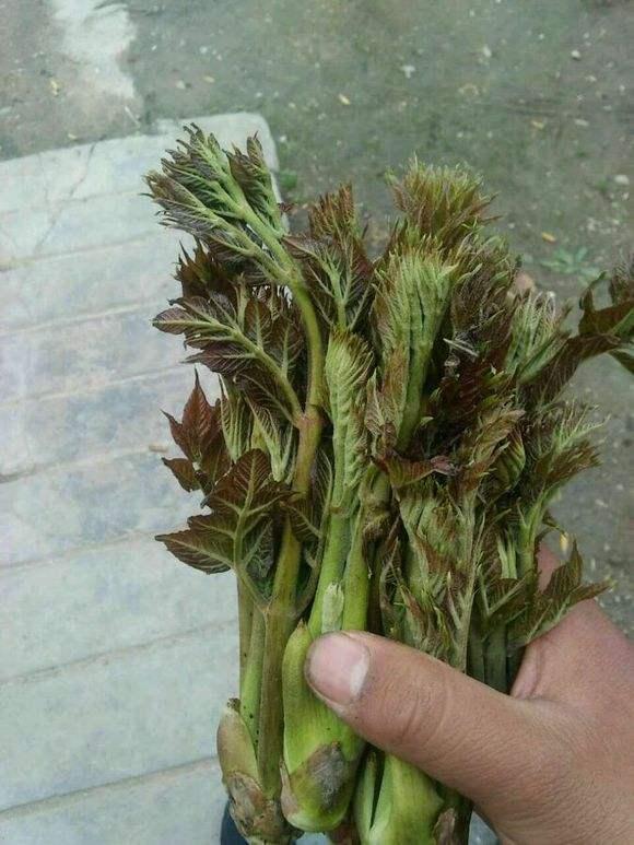 生长在山上的"野菜之王",一斤可卖30元,靠它一天赚几百元