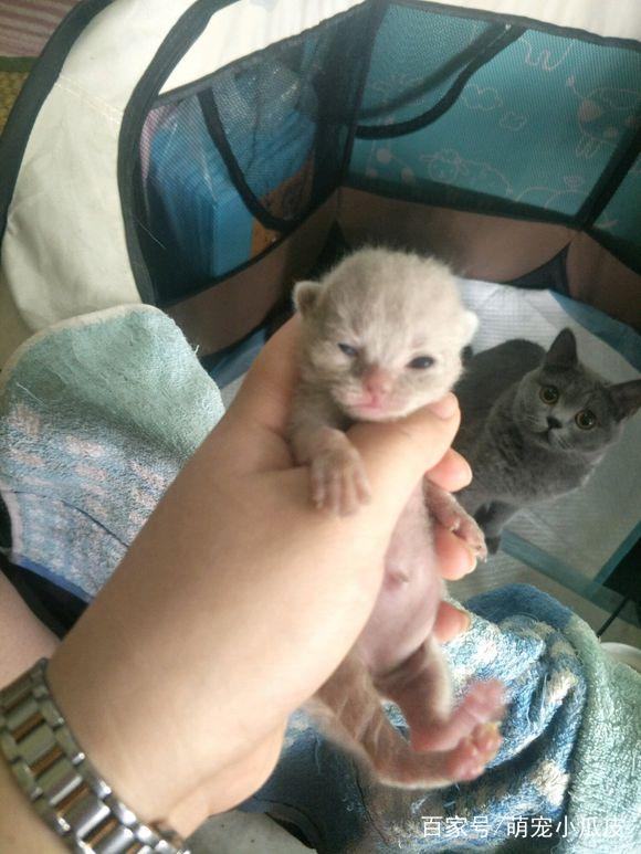 网友:生到最后没墨了|猫咪|宝宝|瓜皮_新浪网