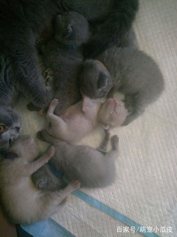 一宠主家的英短蓝猫生了只丁香色的小奶猫,网友:生到最后没墨了