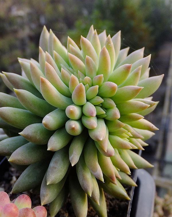 教你认识多肉品种王玉珠帘景天科景天属多肉植物