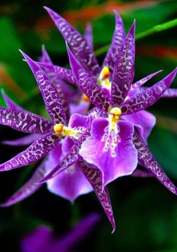 奇花奇花太罕见了一辈子难得见一回