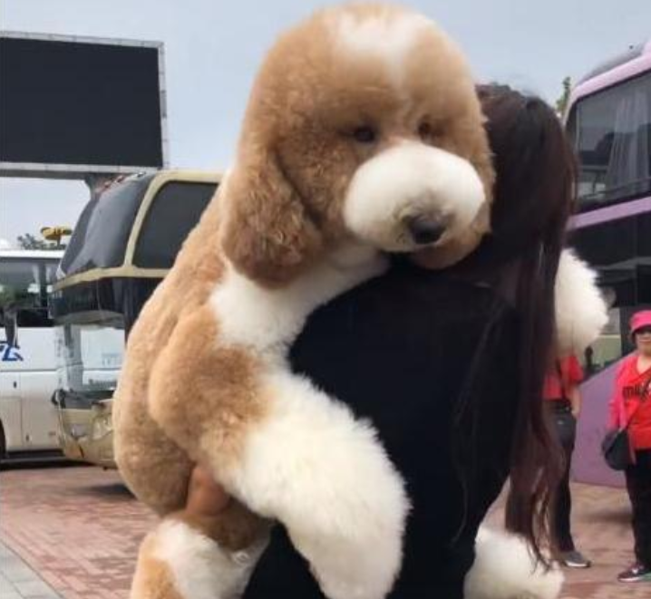 有一天就在路上看到了一只巨型贵宾犬,这只巨贵长得还是蛮有特点的