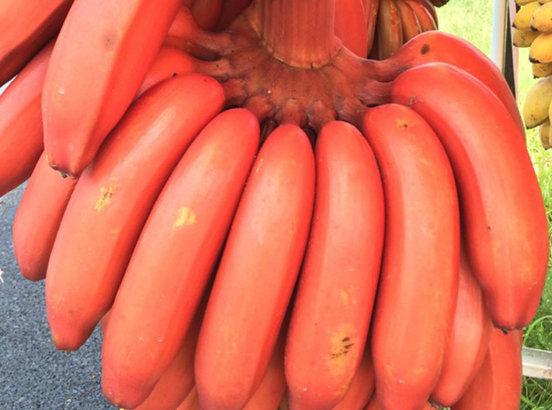 这种香蕉与我们平时吃的不同,它的外皮是深红色的,据说这种香蕉树一棵