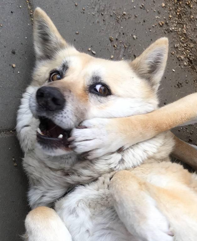 主人说家里柴犬打架很凶,众人不解,直到看到狗狗的样子瞬间懂了