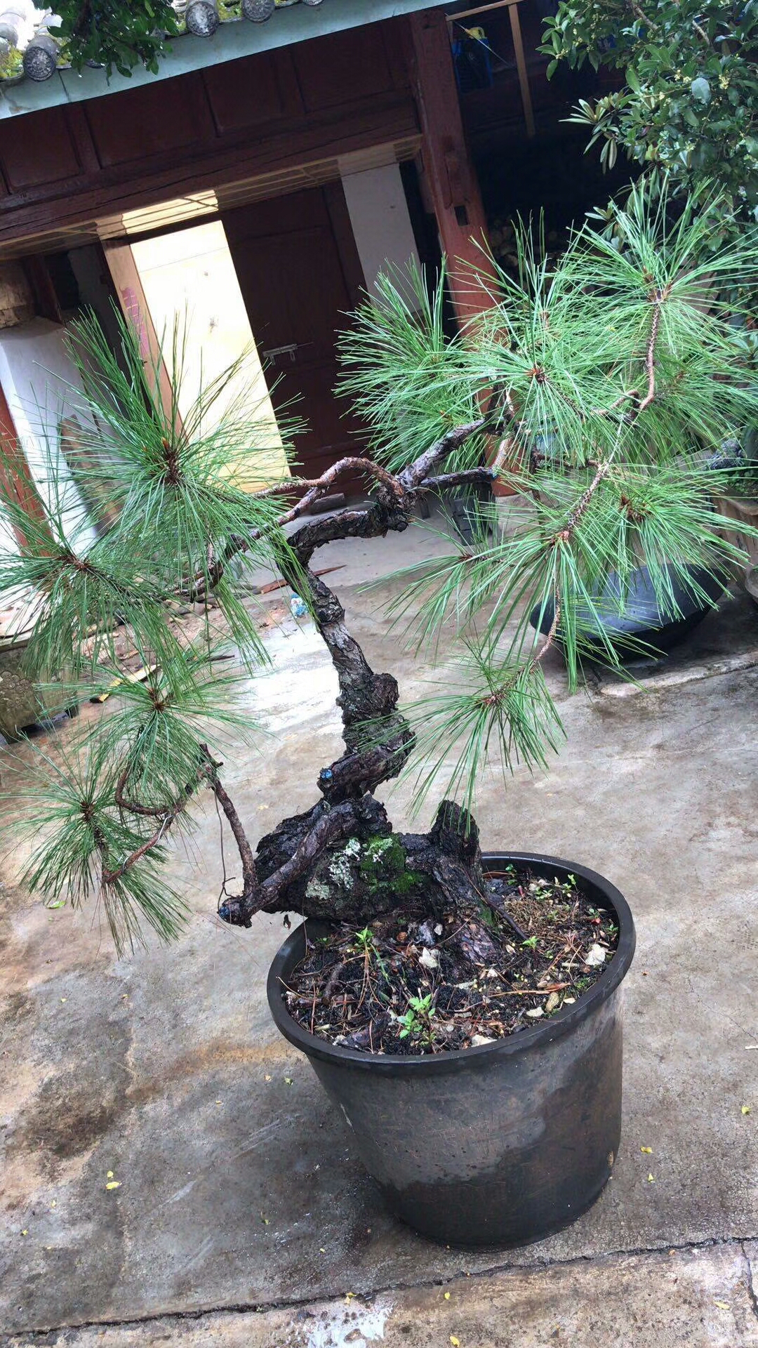 小黑松的树桩的姿态千差万别,各有各的特征,看看吧!