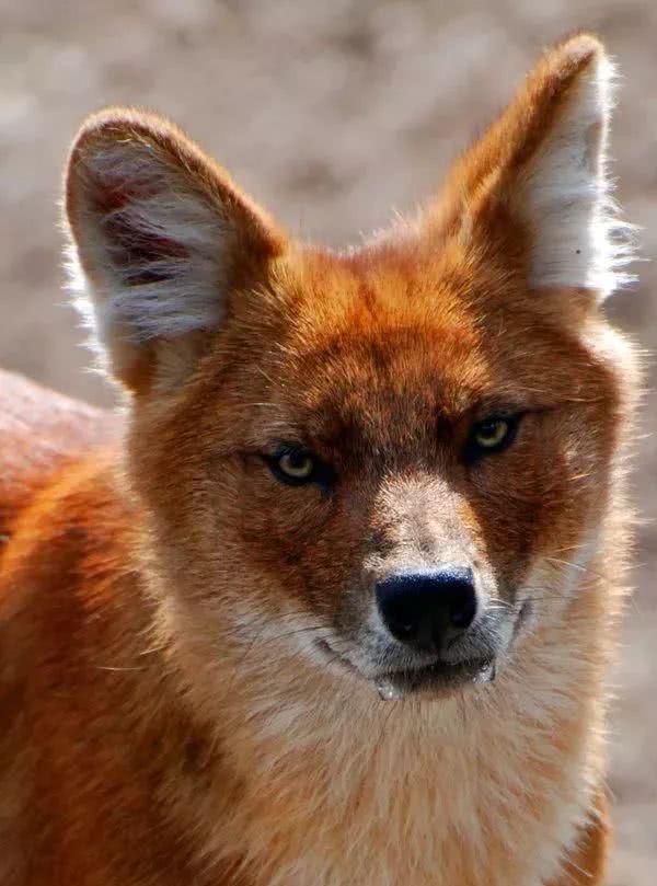 我们再来复习一下几个跟豺有关的成语:豺狼当道,豺狐之心,蜂目豺声