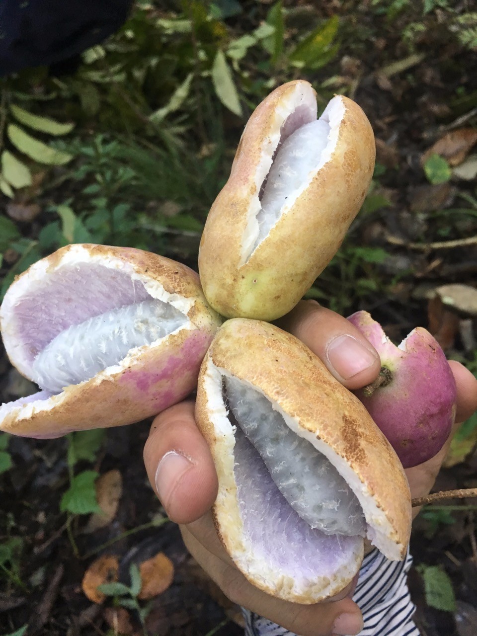 大山里的纯野生水果,恐怕没有几个人知道这种水果的名字|贵州|八月瓜